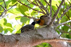 oiseau campo scintillant photo