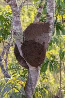 termite monticule dans une arbre tronc photo