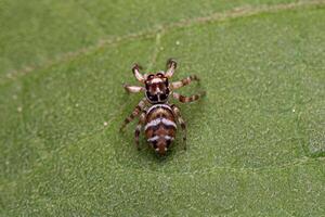 petite araignée sauteuse photo