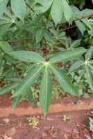 manioc plante feuilles photo