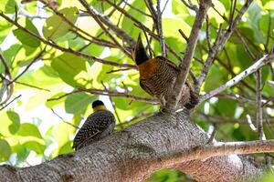 oiseau campo scintillant photo