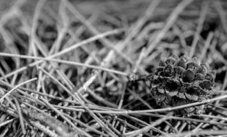 feuilles et des graines de pin arbre, mer chêne photo