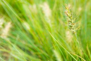 le fleur de herbe et lame dans vent photo