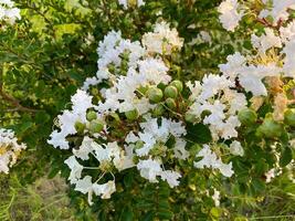 blanc Couleur fleur avec bouquet de verdure photo