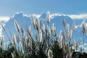 blanc herbe fleur photo