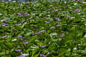 proche en haut de nénuphar fleur photo