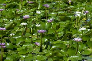 proche en haut de nénuphar fleur photo