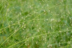 fleur herbe dans le Matin photo