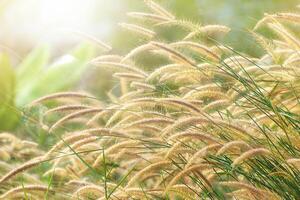 fleur herbe dans le Matin photo