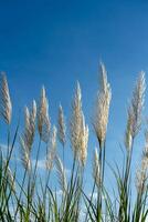 blanc herbe fleur avec bleu ciel Contexte. photo