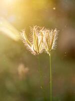 gonflé doigt herbe photo