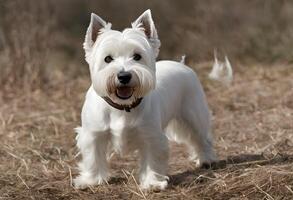 une vue de une Ouest montagnes terrier photo