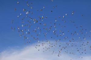 troupeau de pigeon de vitesse volant contre le ciel bleu photo