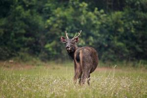 Cerf sambar dans le parc national de Khao Yai en Thaïlande photo