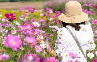 Jeune femme portant un chapeau de paille et une robe blanche marchant dans un champ de fleurs de cosmos en été