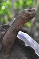 tortue des galapagos, îles galapagos, équateur photo