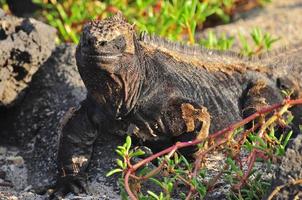 iguane marin, galapagos, équateur photo