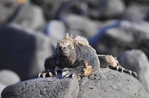 Iguane marin galapagos, équateur photo