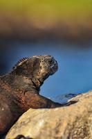 iguane sur un rocher aux galapagos photo