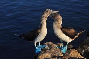 fou à pieds bleus, galapagos, équateur photo