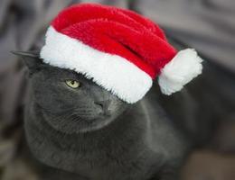 chat de noël - chat gris santa, animal de compagnie de noël avec chapeau de père noël photo