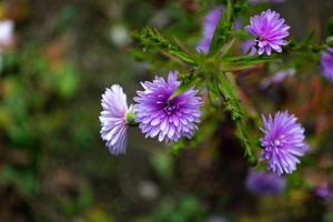 belles fleurs bleues qui fleurissent en octobre photo