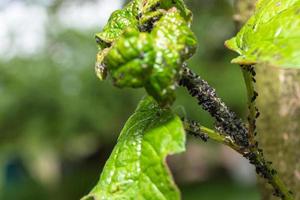 petits pucerons sur le buisson photo