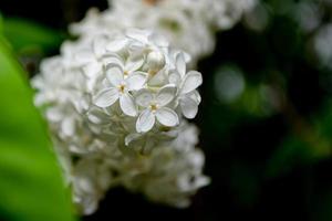 fleurs lilas blanches se bouchent photo