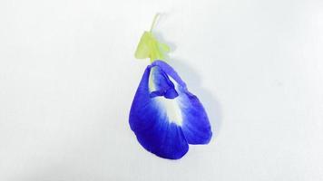 fleur de pois papillon bleu. fleurs de pois sur fond blanc photo