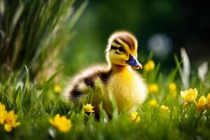 bébé canard est assis dans champ de fleurs et herbe photo