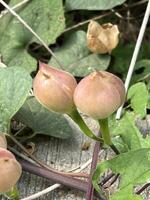 fermer opercule turpéthe des fruits ou anisée martinicensis, choisy partager sont floraison dans la nature jardin photo