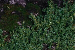 une Contexte de vert mousse. mousse vert herbe. mur de Naturel vert mousse photo