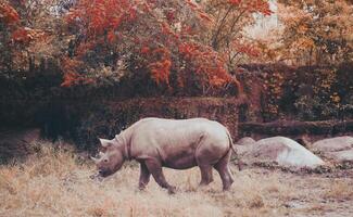 rhinocéros en marchant dans herbe des champs photo