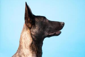 poméranien loulou chien, duveteux, néerlandais berger, chien, noir chat, mignonne Maine nègre, gris chat, américain bouledogue, chiot, d'or retriever, américain Staffordshire, allemand berger photo