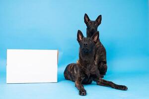 poméranien loulou chien, duveteux, néerlandais berger, chien, noir chat, mignonne Maine nègre, gris chat, américain bouledogue, chiot, d'or retriever, américain Staffordshire, allemand berger photo