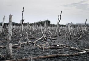 détruit mangrove forêt paysage, mangrove les forêts sont détruit et perte de le expansion de habitats. expansion de habitat destruction le environnement,mangrove les forêts dégradation photo