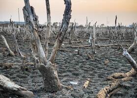 détruit mangrove forêt paysage, mangrove les forêts sont détruit et perte de le expansion de habitats. expansion de habitat destruction le environnement,mangrove les forêts dégradation photo