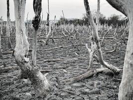 détruit mangrove forêt paysage, mangrove les forêts sont détruit et perte de le expansion de habitats. expansion de habitat destruction le environnement,mangrove les forêts dégradation photo