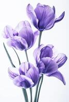 une bouquet de violet tulipes contre une nettoyer blanc Contexte photo