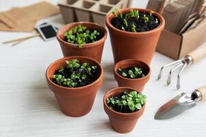 des pots avec divers des légumes semis. photo