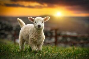 agneau fonctionnement sur le champ à coucher de soleil, Irlande. photo