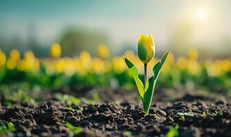 solitaire tulipe germer dans ensoleillé champ - printemps croissance photo