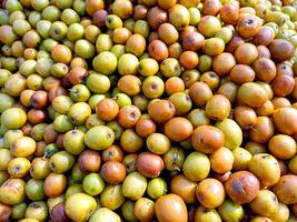 ziziphe mauricienne, aussi connu comme bre, chinois pomme, jujube, Indien prune et masau est une tropical fruit arbre espèce qui appartiennent à le famille rhamnacées. photo