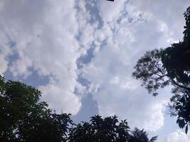 des arbres avec bleu ciel et blanc des nuages pour Contexte. été vacances concept. photo