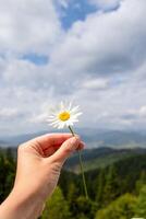 camomille fleur plante. fille en portant une Marguerite dans le montagnes photo