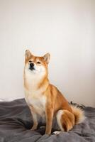 shiba inu chien séance sur le lit. Japonais shiba inu chien photo
