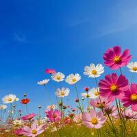 magnifique cosmos fleurs épanouissement dans jardin. photo