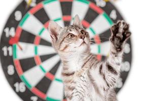 chaton tabby aux yeux croisés à côté de fléchettes avec patte vers le haut photo