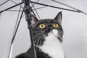 chat noir et blanc aux yeux jaunes sous un parapluie transparent en levant photo