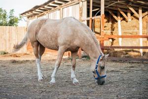 cheval beige dans un ranch photo